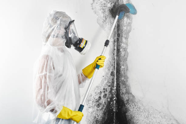 Reliable Lapwai, ID Mold Removal Solutions