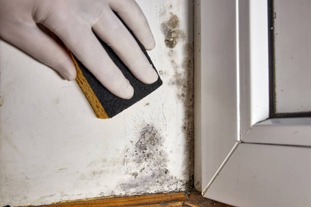 Asbestos and Lead Testing During Mold Inspection in Lapwai, ID
